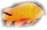 Fisch-Welt