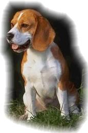 Hunde-Welt