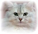Katzen-Welt